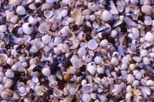 Muscheln