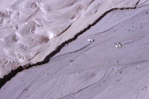 Wattspur